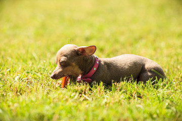 Little dog playing outside