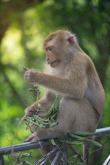 brown monkey sitting on fence and hand hold branch leaves