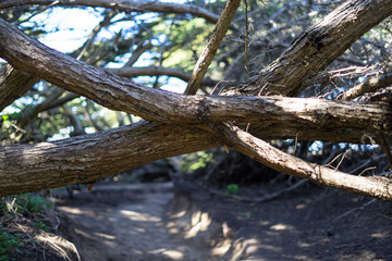 Trees` branches crossing in Lands End, San Francisco. Gate, nature.