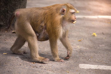 brown monkey with baby hang on stomach, walking on concrete ground floor, eating nut at mouth