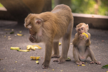 brown monkey standing 3 legs and eating nut , baby monkey sitting to eat corn