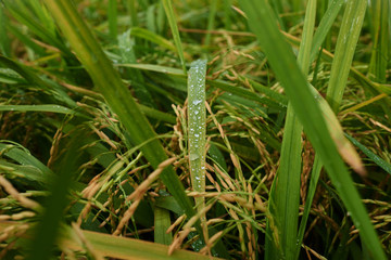 Agriculture. Harvesting time. Farm, paddy field. Rice spikes in a golden rural area. Well ripened crop. Mature harvest. Ripening field, close up, selective focus. Lush gold fields of the countryside.