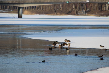 ducks at the frozen river in tartu, estonia