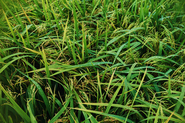 Agriculture. Harvesting time. Farm, paddy field. Rice spikes in a golden rural area. Well ripened crop. Mature harvest. Ripening field, close up, selective focus. Lush gold fields of the countryside.