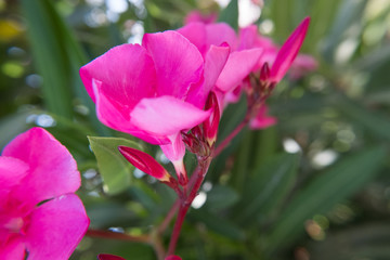 Pink Nerium Oleander flower and buds blossoming.