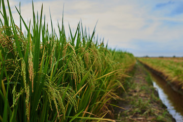 Agriculture. Harvesting time. Farm, paddy field. Rice spikes in a golden rural area. Well ripened crop. Mature harvest. Ripening field, close up, selective focus. Lush gold fields of the countryside.