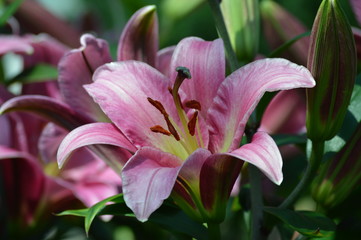Fototapeta na wymiar Lily blooming in the garden