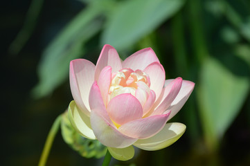 Water lily growing on the pond