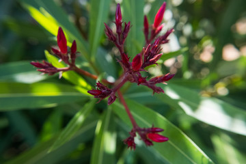 Nerium Oleander flower buds in the shade with green background.