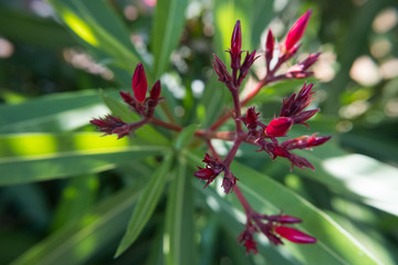 Nerium Oleander flower buds with green background.