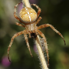 Cross spider (Araneus diadematus)