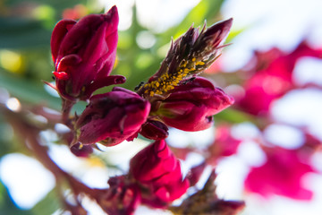Flowering Red Nerium Oleander flower and buds with yellow aphids.
