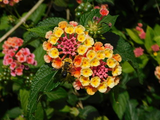 Lantana camara flowers and a honey bee or apis mellifera in Attica,Greece