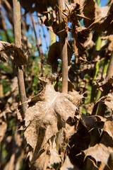 Dried summer leaves.