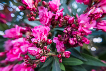 Nerium Oleander flower in bloom.