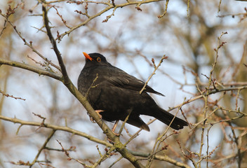 blackbird, bird in Poland