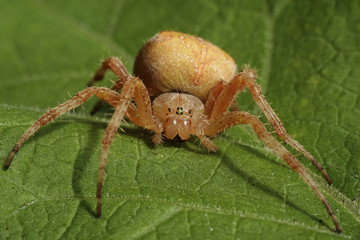 Cross spider (Araneus diadematus)