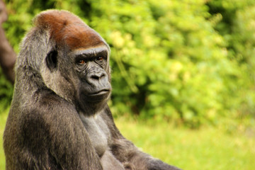 orangutan © mhmmdgnc