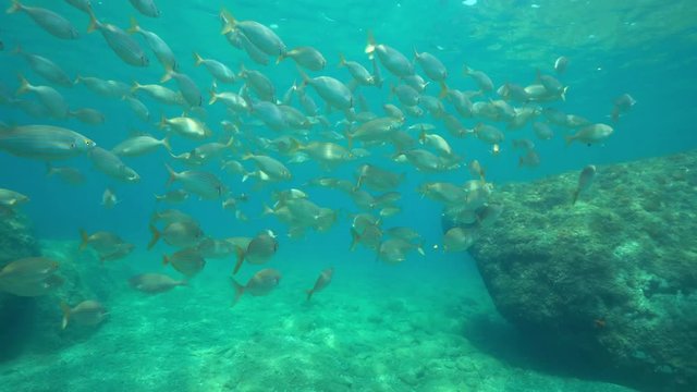A shoal of fish ( dreamfish Sarpa salpa ) underwater in the Mediterranean sea, marine reserve of Cerbere Banyuls, Pyrenees-Orientales, Roussillon, France
