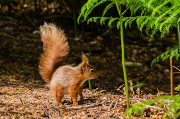 Red Squirrel on forest floor
