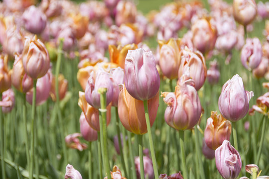Tulipani a Sigurtà