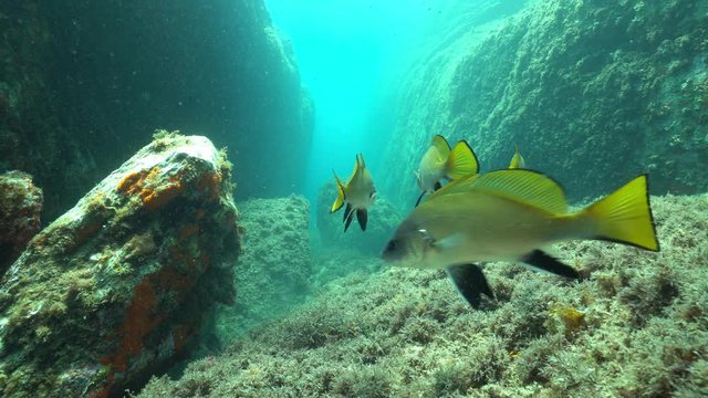 Several brown meagre fish, Sciaena umbra, underwater on a rocky bottom in the Mediterranean sea, Spain, Catalonia, Costa Brava, Cap de Creus
