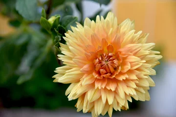 Tuinposter Dahlia oranje schoonheid dahlia in de volle zon in de tuin