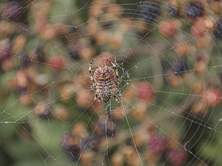 Araña y su telaraña en una zarzamora