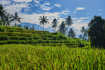 Fototapeta na wymiar Beautiful of green valley with rice terraces. Organic paddy fields. High mountain landscape with rice field and rural villages. Blue sky and low clouds. Scenic farmland. Landscape nature background.