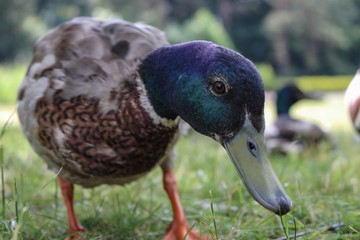 Duck