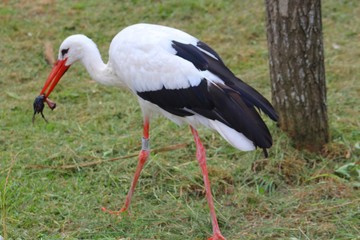 cigogne dans son enclos  au zoo