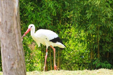 cigogne dans son enclos  au zoo