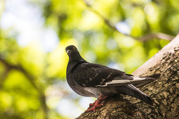 Peaceful Dove