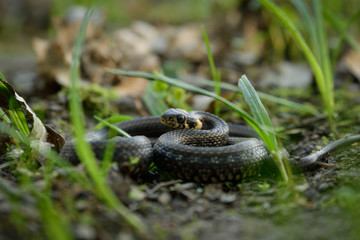 Natrix, Snake, Colubridae in the forest, close up.