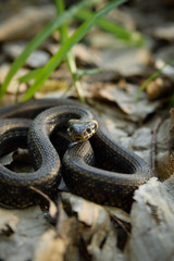 Natrix, Snake, Colubridae in the forest, close up.