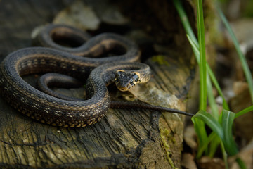 Natrix, Snake, Colubridae in the forest, close up.