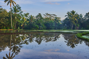 Rice field in water season. Beautiful fields in countryside. Green plants, paddy field, irrigation. Small plants with full water at field. View of the countryside on the morning sky background.
