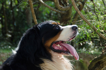 Bernese
