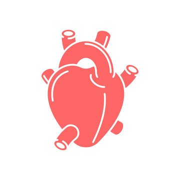 Heart Anatomy organ icon isolated. Vector illustration