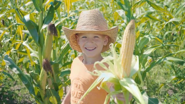 Portrait of a boy in a straw hat and an orange T-shirt in a cornfield, a child holding a corn in his hand