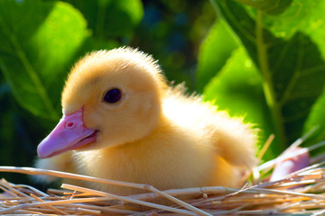 Little yellow duckling young handsome man