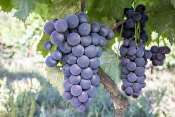 Black grapes vineyard (Turkey Izmir Kavacik vineyards)