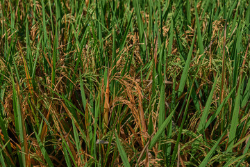 Agriculture. Harvesting time. Farm, paddy field. Rice spikes in a golden rural area. Well ripened crop. Mature harvest. Ripening field, close up, selective focus. Lush gold fields of the countryside.