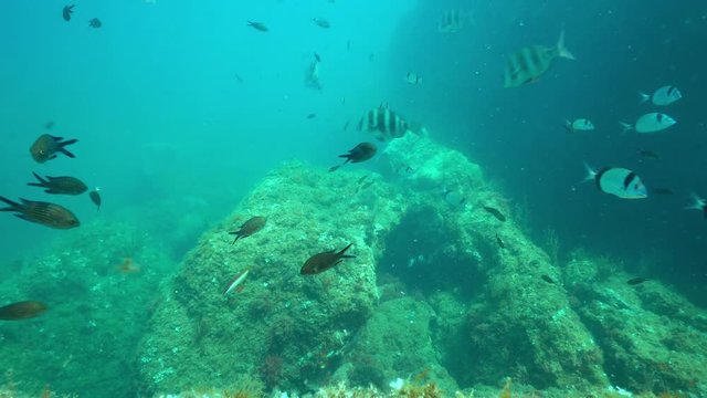 Underwater Mediterranean fishes mostly damselfish, common two-banded seabream and zebra sea bream over rocky bottom, marine reserve of Cerbere Banyuls, France
