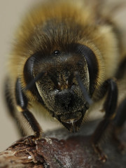 European honey bee (Apis mellifera)