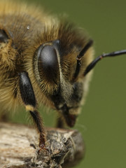 European honey bee (Apis mellifera)