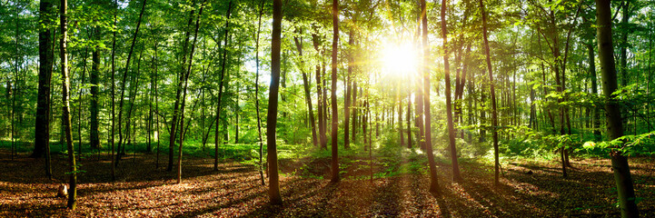 Beautiful forest panorama with bright sun shining through the trees