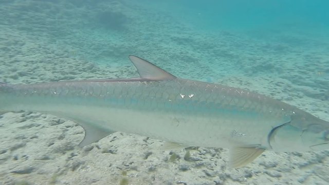 Tarpon Fish Close Up
