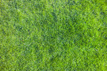 green grass background