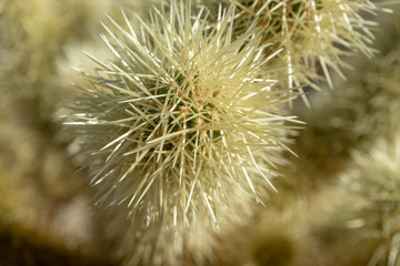 Fototapeta premium cactus